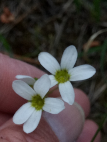 Saxifraga carpetana (Saxifraga carpetana)