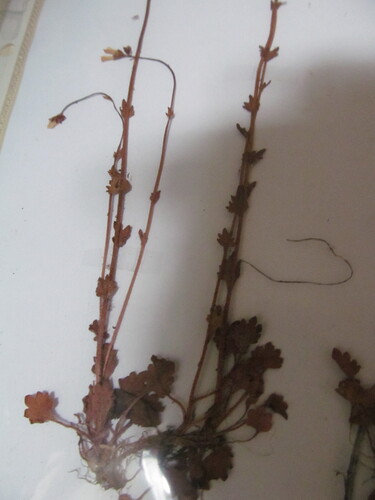 Saxifraga carpetana (Saxifraga carpetana)