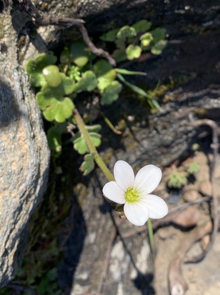 Saxifraga carpetana (Saxifraga carpetana)