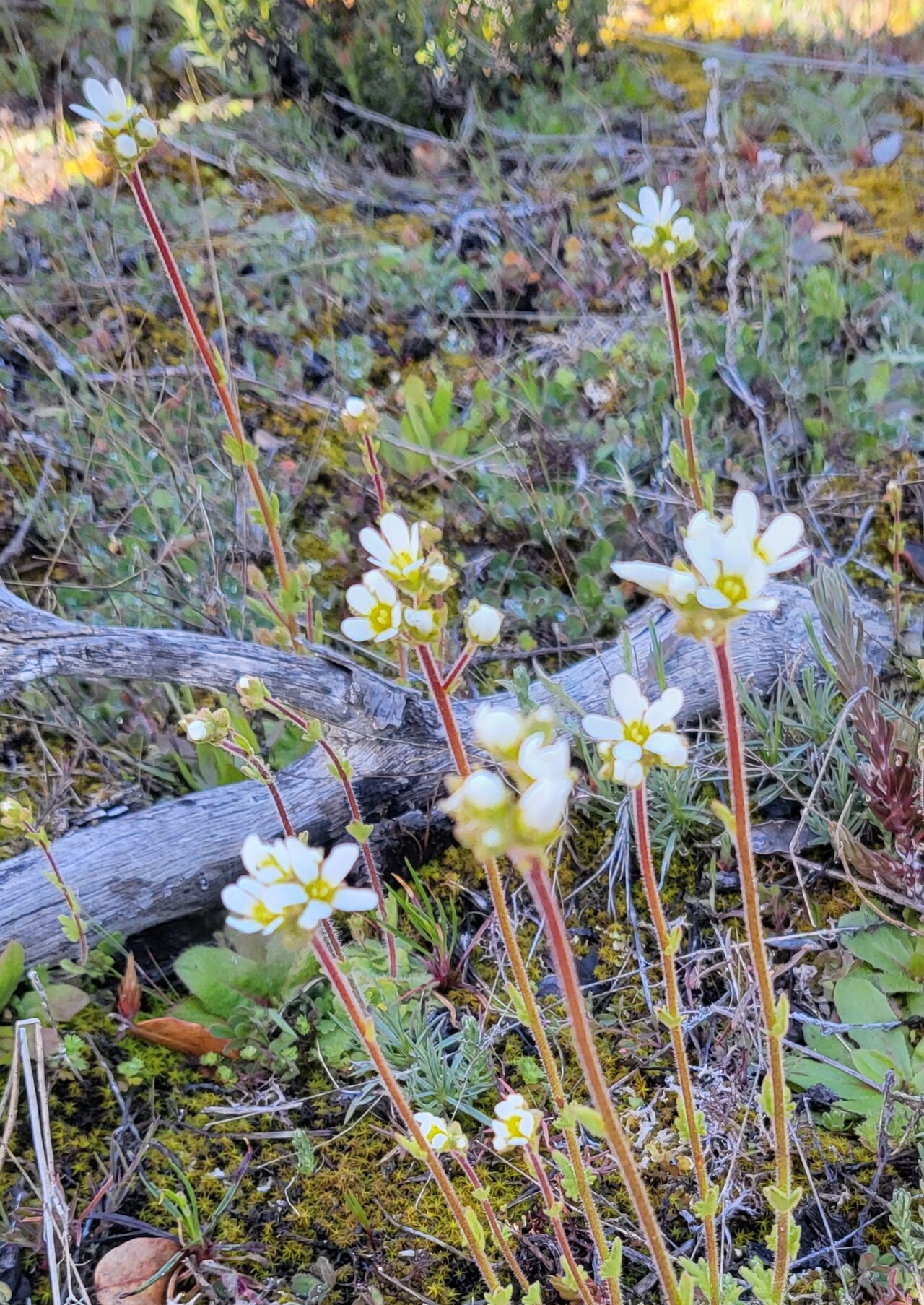 Saxifraga carpetana: Guareña. Ávila, España