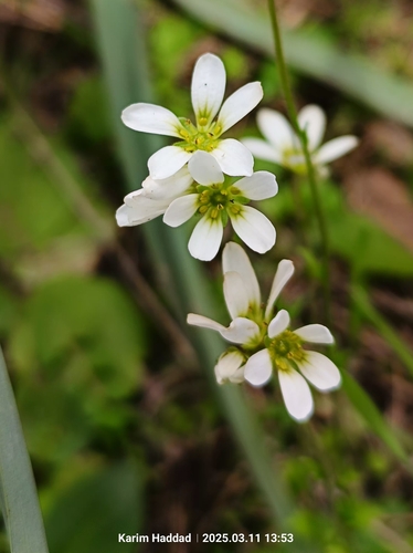 Saxifraga carpetana (Saxifraga carpetana)