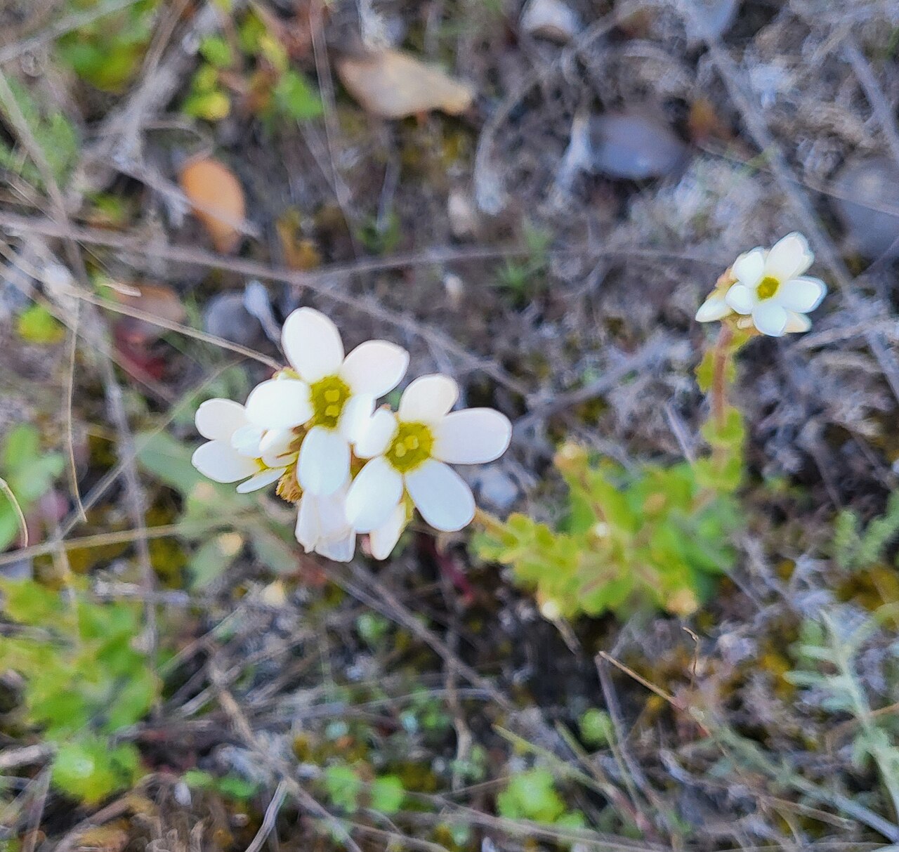 Saxifraga carpetana: Guareña, Ávila, España
