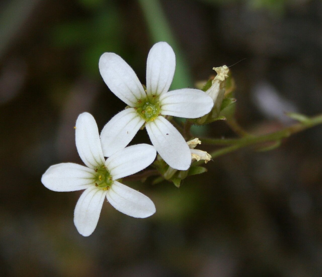 Saxifraga carpetana: Saxifraga carpetana subsp. graeca , Steinbrechgewächse (Saxifragaceae) - Italien/Italia/Italy: Kalabrien/Calabria, Prov. Reggio Calabria, Parco Nazionale dell'A