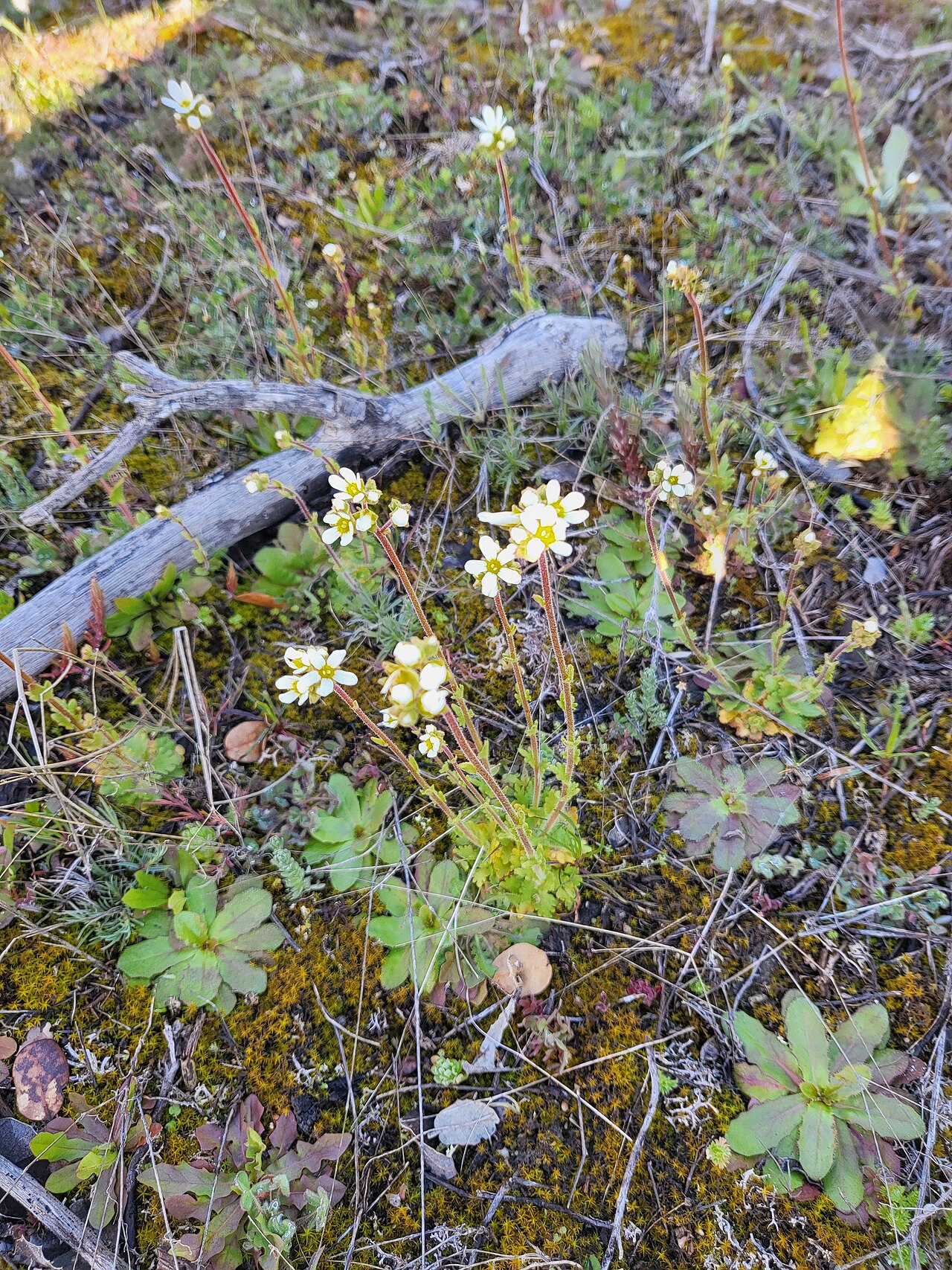 Saxifraga carpetana: Guareña, La Torre, Ávila, España