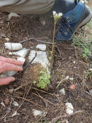 Saxifraga carpetana (Saxifraga carpetana)