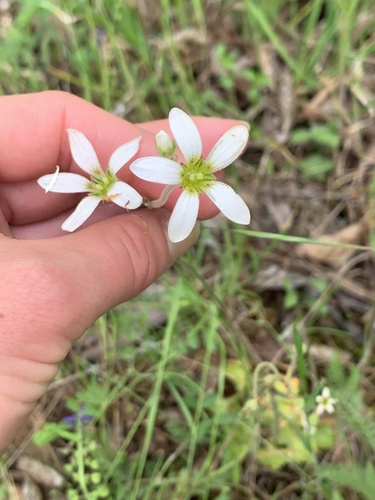 Saxifraga carpetana (Saxifraga carpetana)