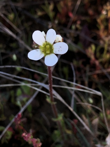 Saxifraga carpetana (Saxifraga carpetana)