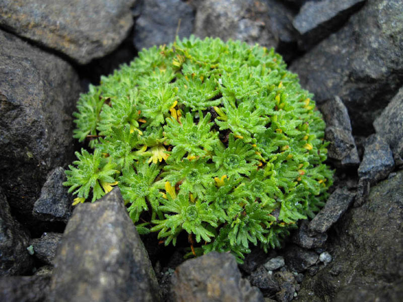 Saxifraga cebennensis: Saxifraga cebennensis