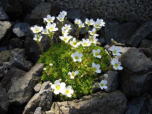 Saxifraga cebennensis: Saxifraga cebennensis