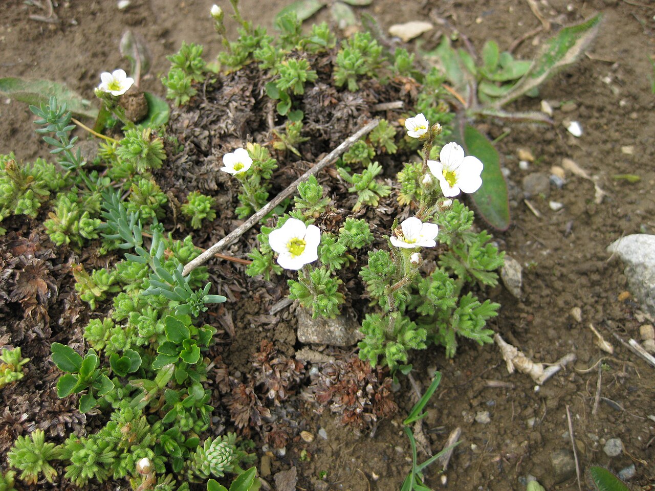 Saxifraga cebennensis: Saxifraga cebennensis in the Jardin Botanique Alpin du Lautaret