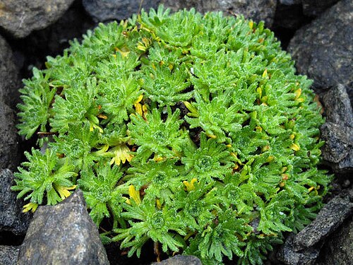 Saxifraga cebennensis: Saxifraga cebennensis