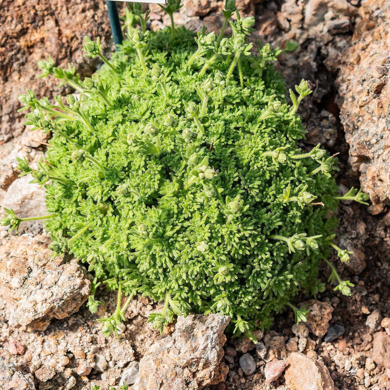 Saxifraga cebennensis: Saxifraga cebennensis in Neuer Botanischer Garten der Universität of Göttingen, Lower Saxony, Germany