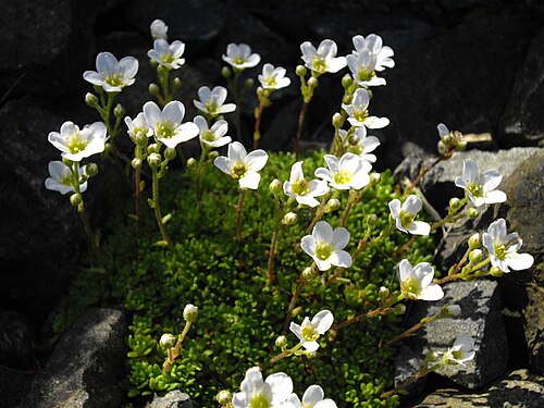 Saxifraga cebennensis: Saxifraga cebennensis