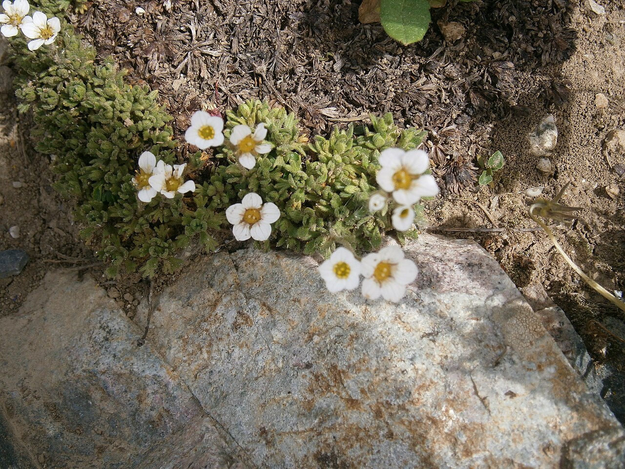 Saxifraga cebennensis: Saxifraga cebennensis in the Jardin Botanique Alpin du Lautaret