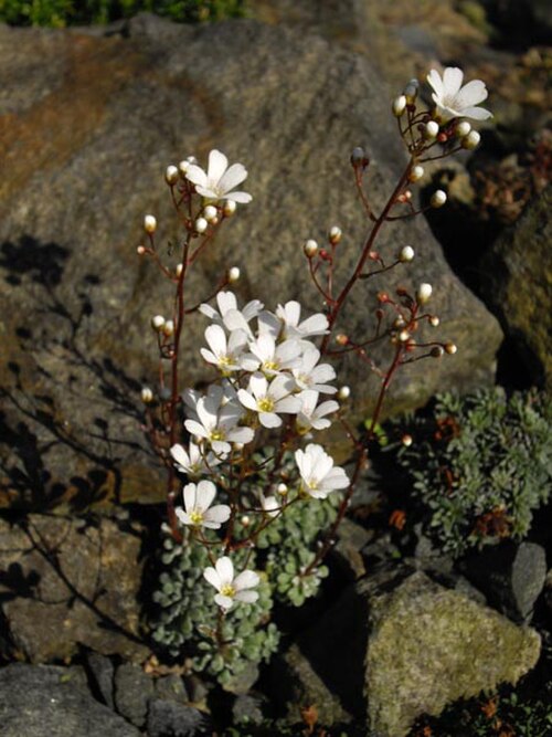 Saxifraga cochlearis: Saxifraga cochlearis 'Probynii'