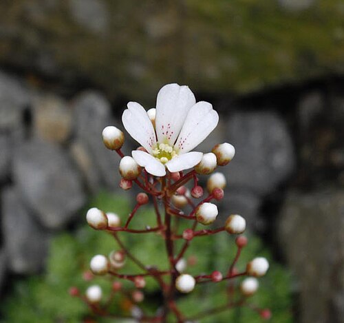 Saxifraga cochlearis: Saxifraga cochlearis 'Minor'