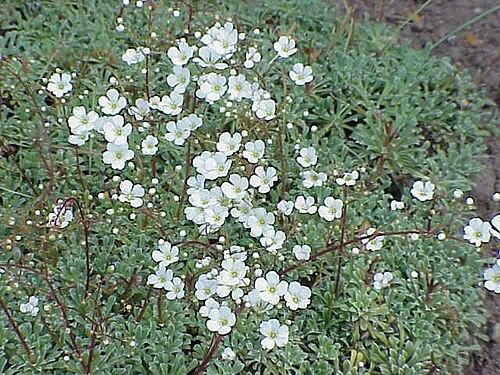 Saxifraga cochlearis: Species : Saxifraga cochlearis Family : Saxifragaceae Image No. 2