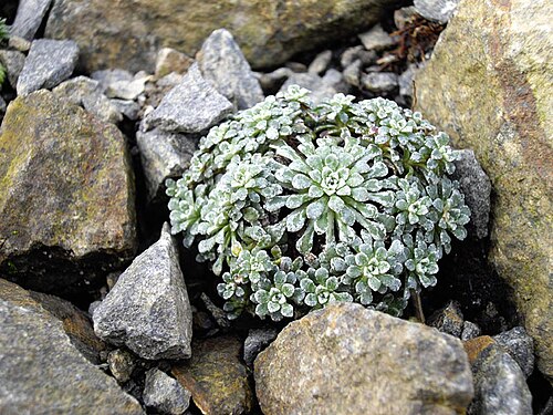 Saxifraga cochlearis: Saxifraga cochlearis 'Minor'