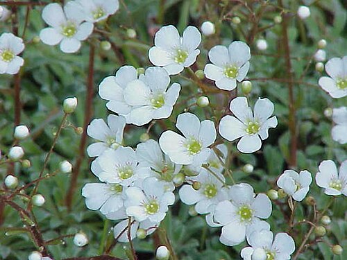 Saxifraga cochlearis: Species : Saxifraga cochlearis Family : Saxifragaceae Image No. 1