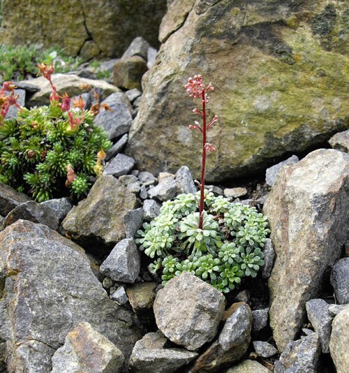 Saxifraga cochlearis: Saxifraga cochlearis 'Minor'