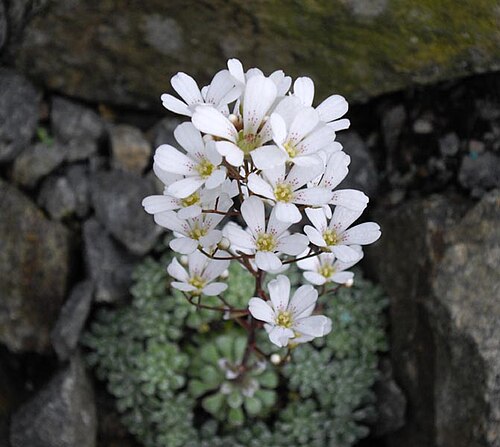 Saxifraga cochlearis: Saxifraga cochlearis 'Minor'