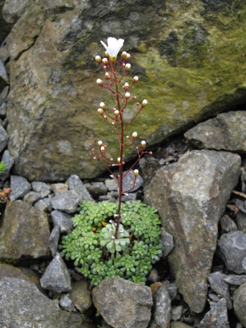 Saxifraga cochlearis: Saxifraga cochlearis 'Minor'