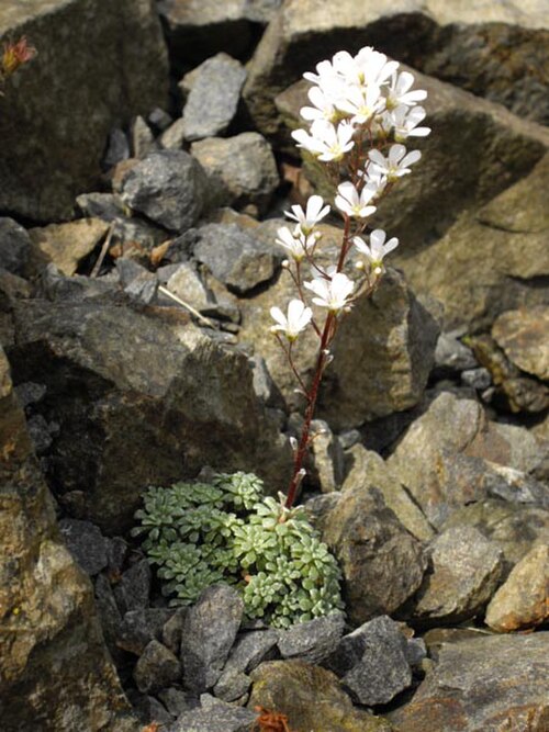Saxifraga cochlearis: Saxifraga cochlearis 'Minor'