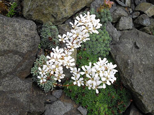 Saxifraga cochlearis: Saxifraga cochlearis 'Probynii'