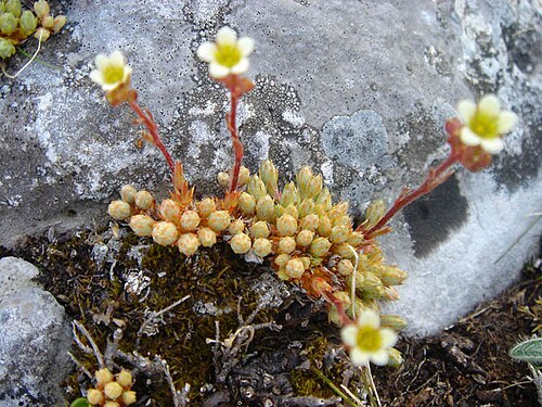 Saxifraga conifera: Saxifraga conifera