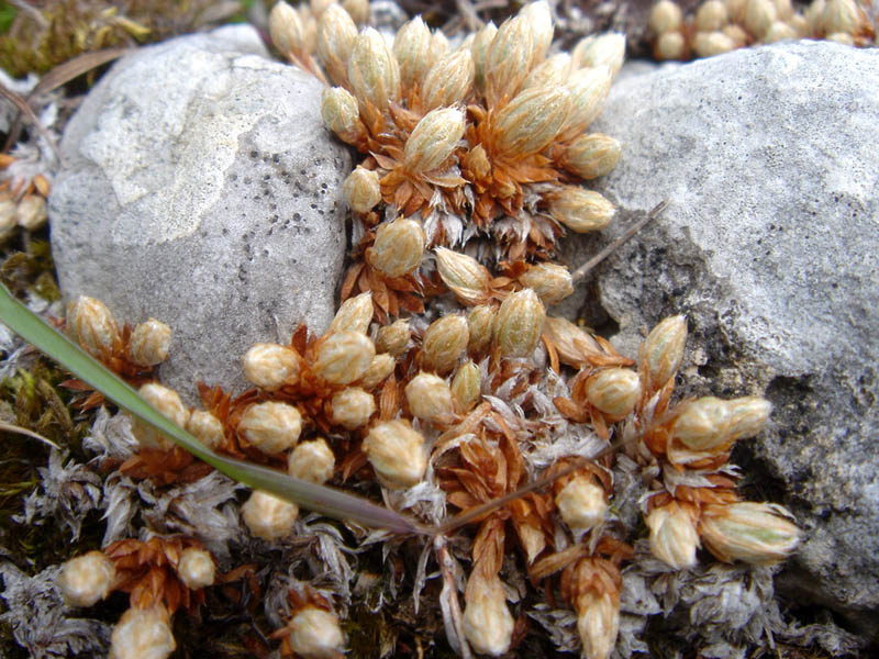 Saxifraga conifera: Saxifraga conifera