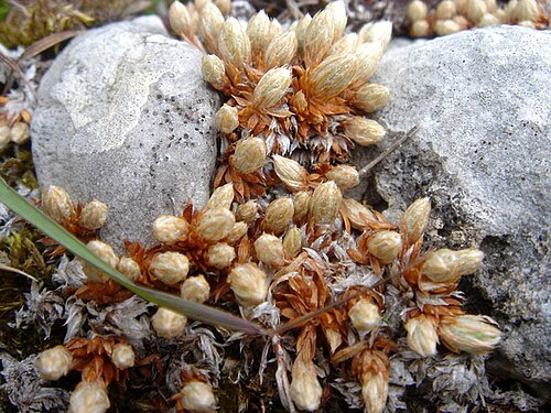 Saxifraga conifera: Saxifraga conifera