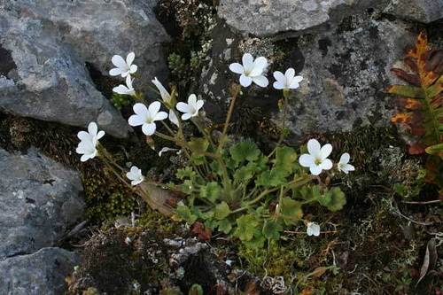 Saxifraga corsica (Saxifraga corsica)