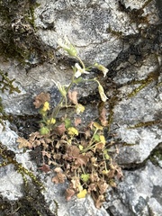 Saxifraga corsica (Saxifraga corsica)