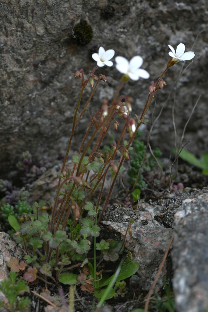 Saxifraga corsica (Saxifraga corsica)