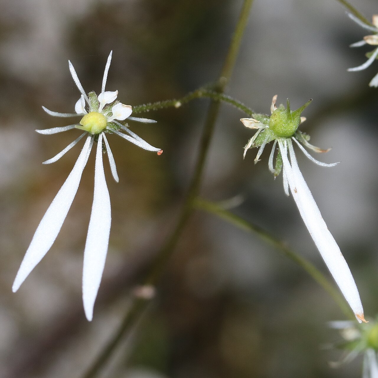 Saxifraga cortusifolia: Saxifraga cortusifolia in Mount Oike, Suzuka Mountains, Higashiomi, Shiga prefecture, Japan.