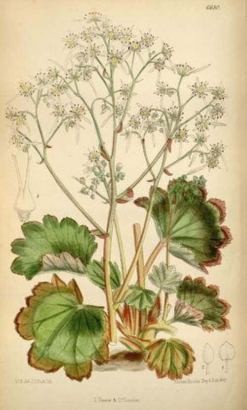 Saxifraga cortusifolia: Saxifraga cortusifolia