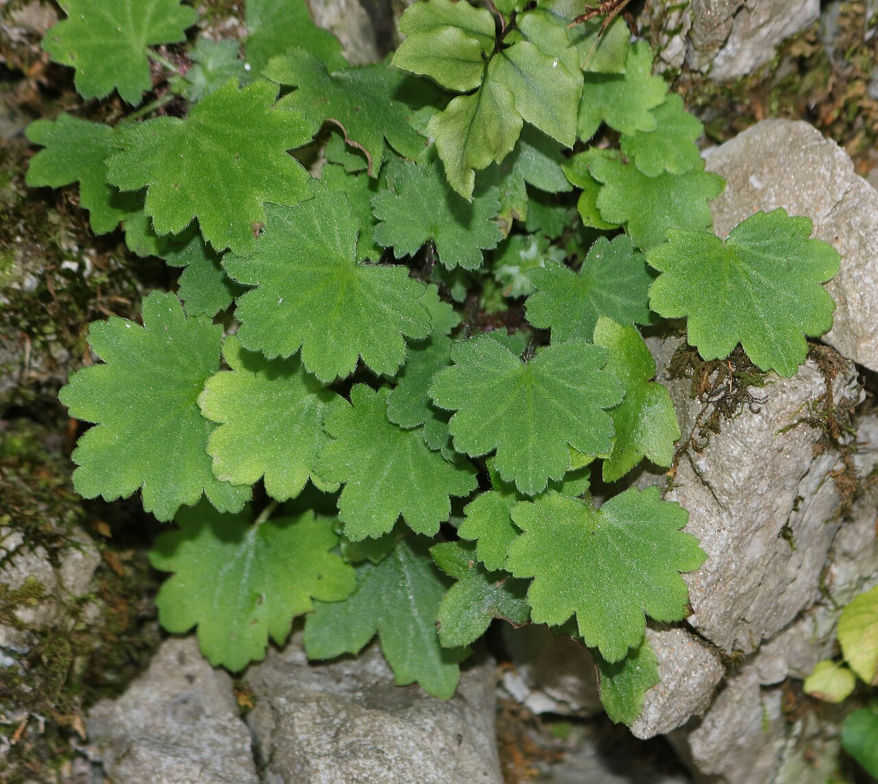 Saxifraga cortusifolia: Saxifraga cortusifolia in Mount Fujiwara, Suzuka Mountaiins, Inabe, Mie prefecture, Japan.