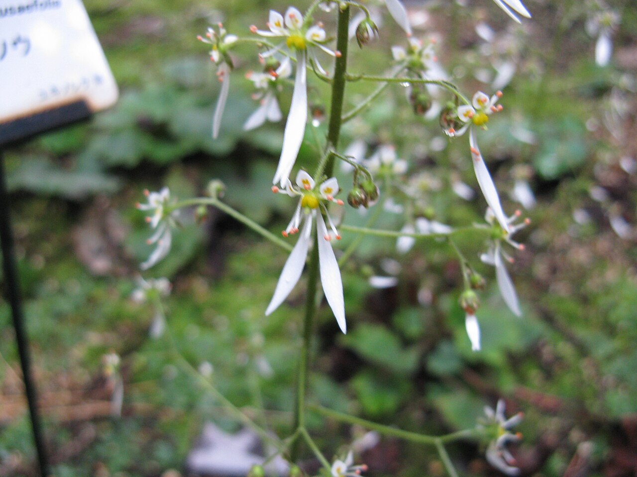 Saxifraga cortusifolia: ジンジソウ