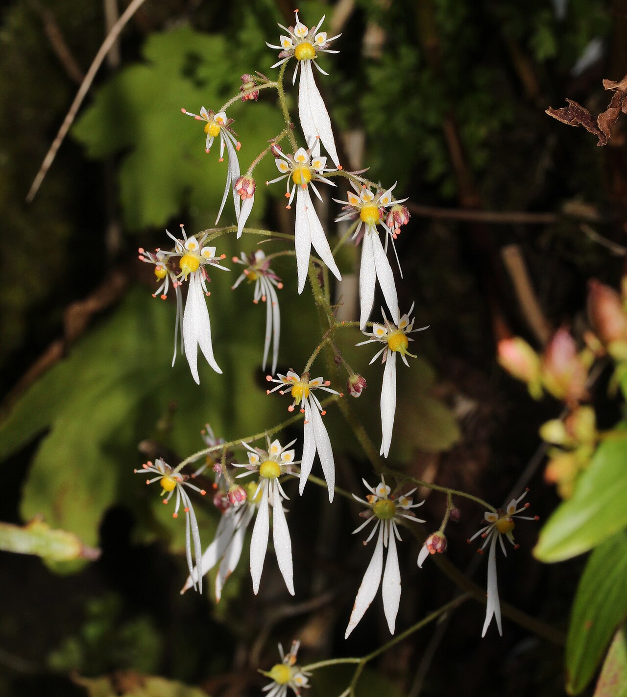 Saxifraga cortusifolia: Saxifraga cortusifolia in Maibara, Shiga prefecture, Japan.