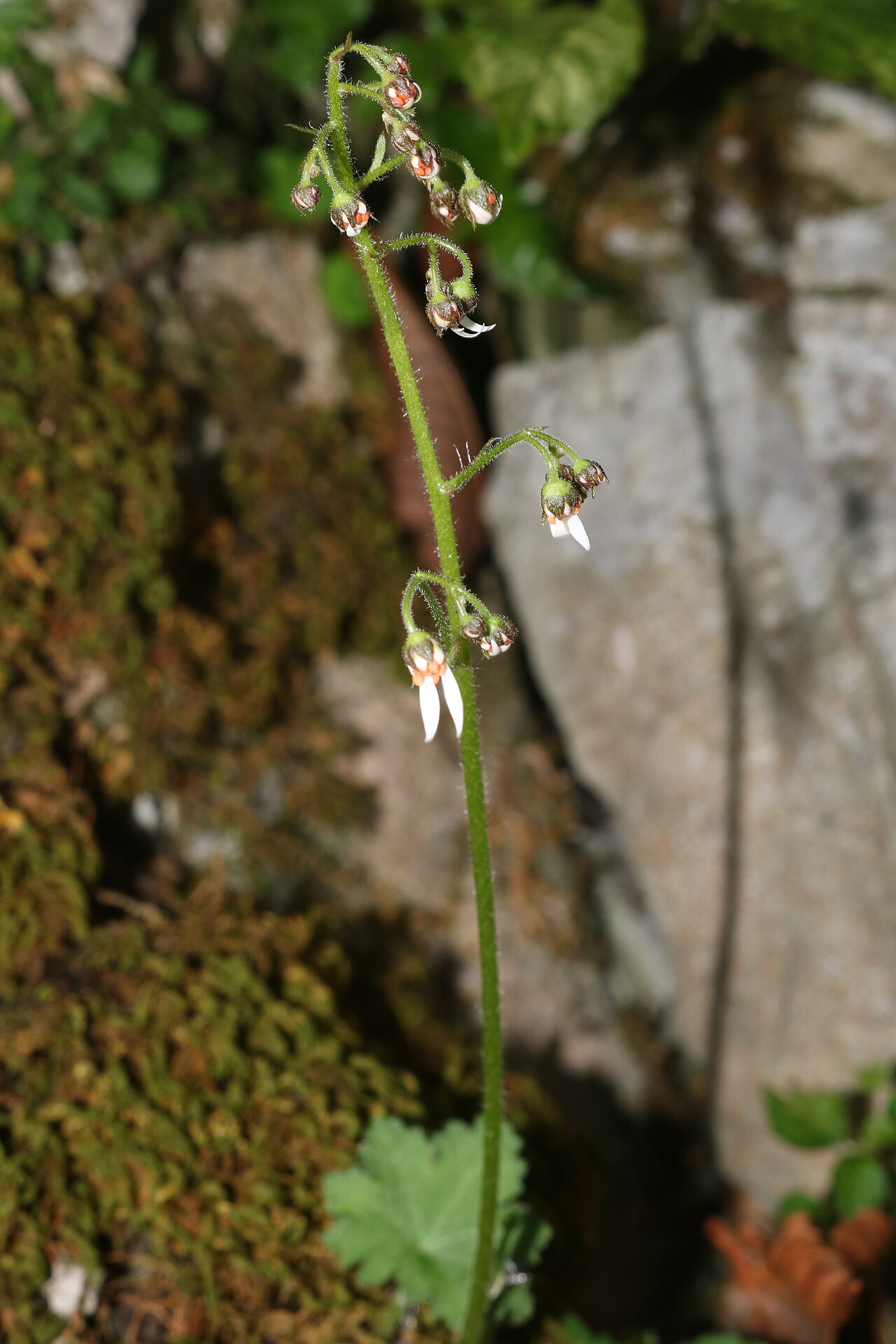 Saxifraga cortusifolia: Saxifraga cortusifolia in Mount Fujiwara, Suzuka Mountaiins, Inabe, Mie prefecture, Japan.