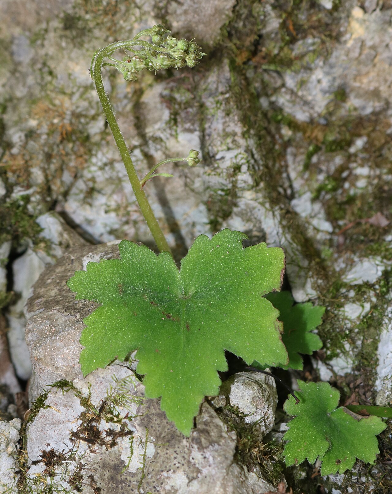 Saxifraga cortusifolia: Saxifraga cortusifolia in Mount Fujiwara, Suzuka Mountaiins, Inabe, Mie prefecture, Japan.