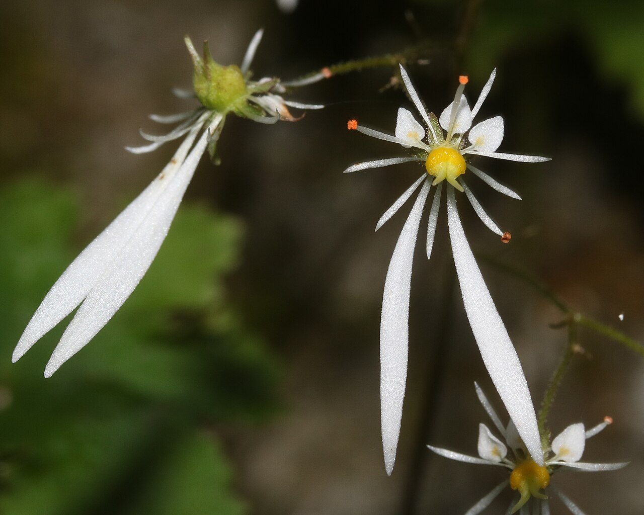 Saxifraga cortusifolia: Saxifraga cortusifolia in Mount Oike, Suzuka Mountains, Higashiomi, Shiga prefecture, Japan.