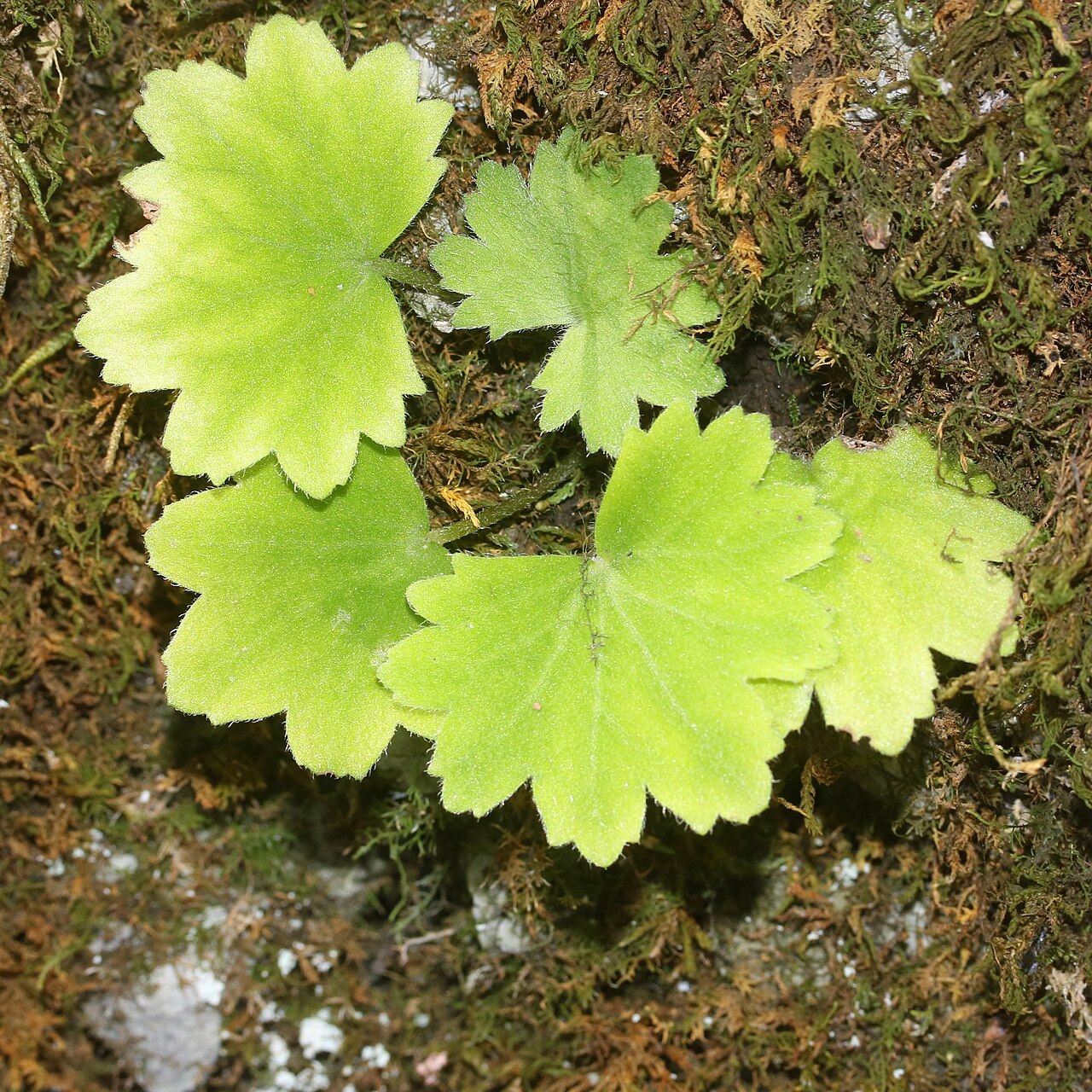 Saxifraga cortusifolia: Saxifraga cortusifolia in Mount Fujiwara, Suzuka Mountaiins, Inabe, Mie prefecture, Japan.