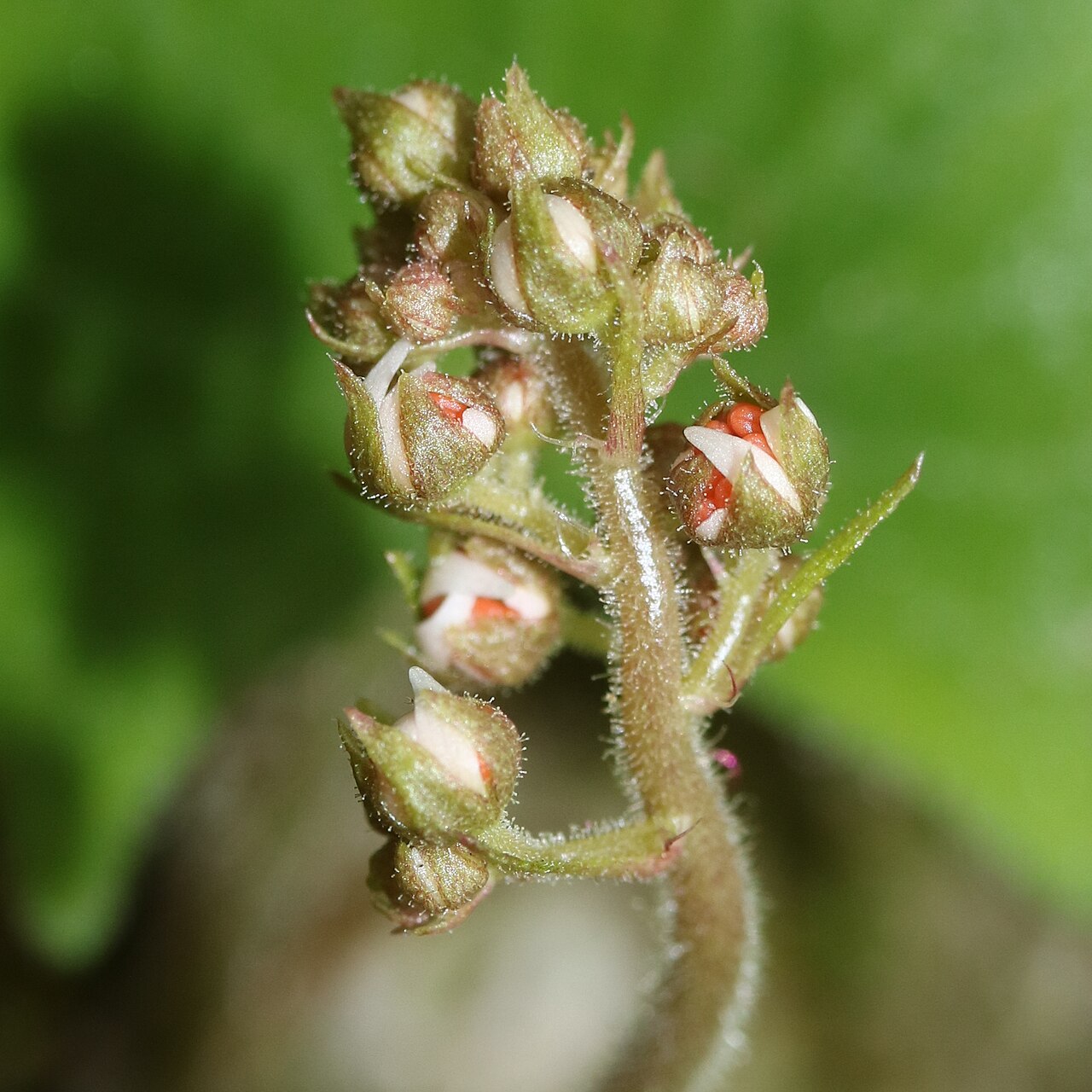 Saxifraga cortusifolia: Saxifraga cortusifolia in Mount Fujiwara, Suzuka Mountaiins, Inabe, Mie prefecture, Japan.