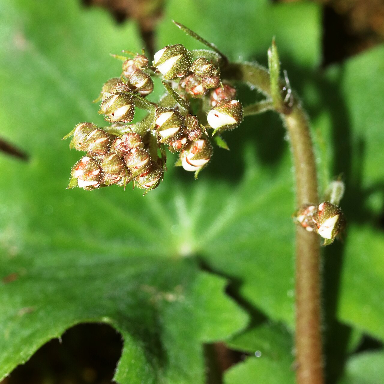 Saxifraga cortusifolia: Saxifraga cortusifolia in Mount Fujiwara, Suzuka Mountaiins, Inabe, Mie prefecture, Japan.