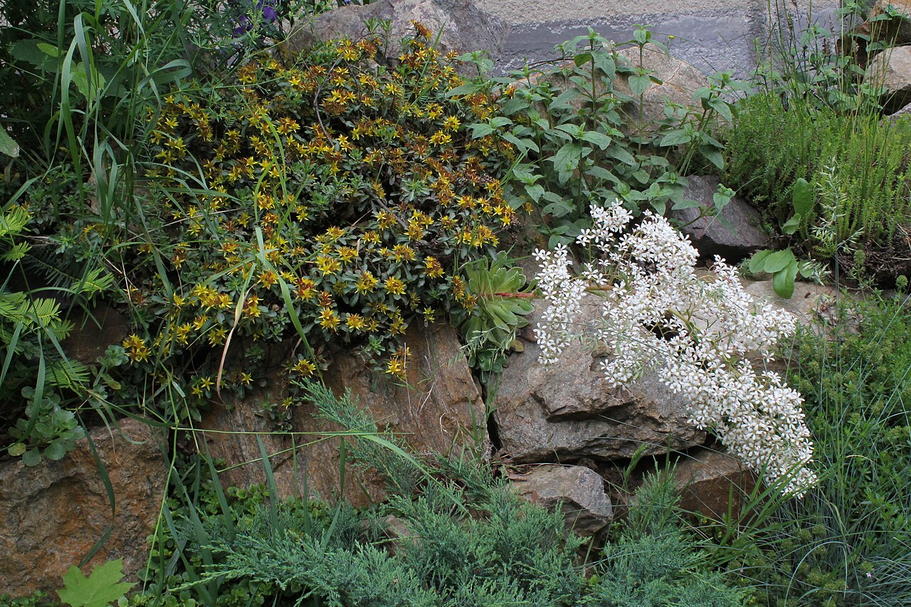 Saxifraga cotyledon: Saxifraga cotyledon, skalka, Gymnázium Brno-Řečkovice