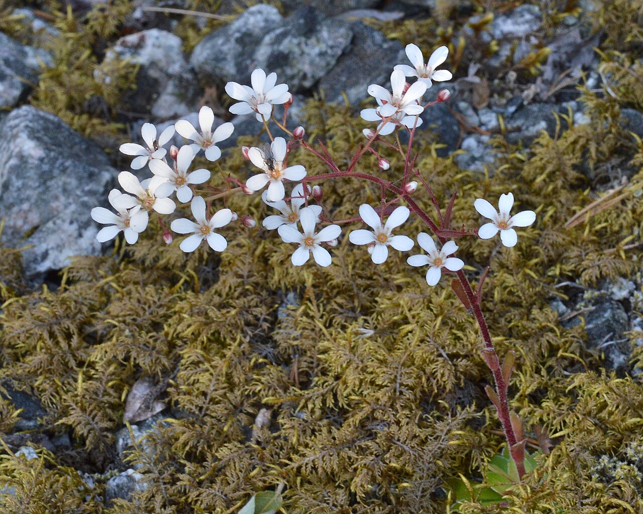 Saxifraga cotyledon: Pyramidal Saxifrage ( Saxifraga cotyledon ) in Eidfjord, Norway.