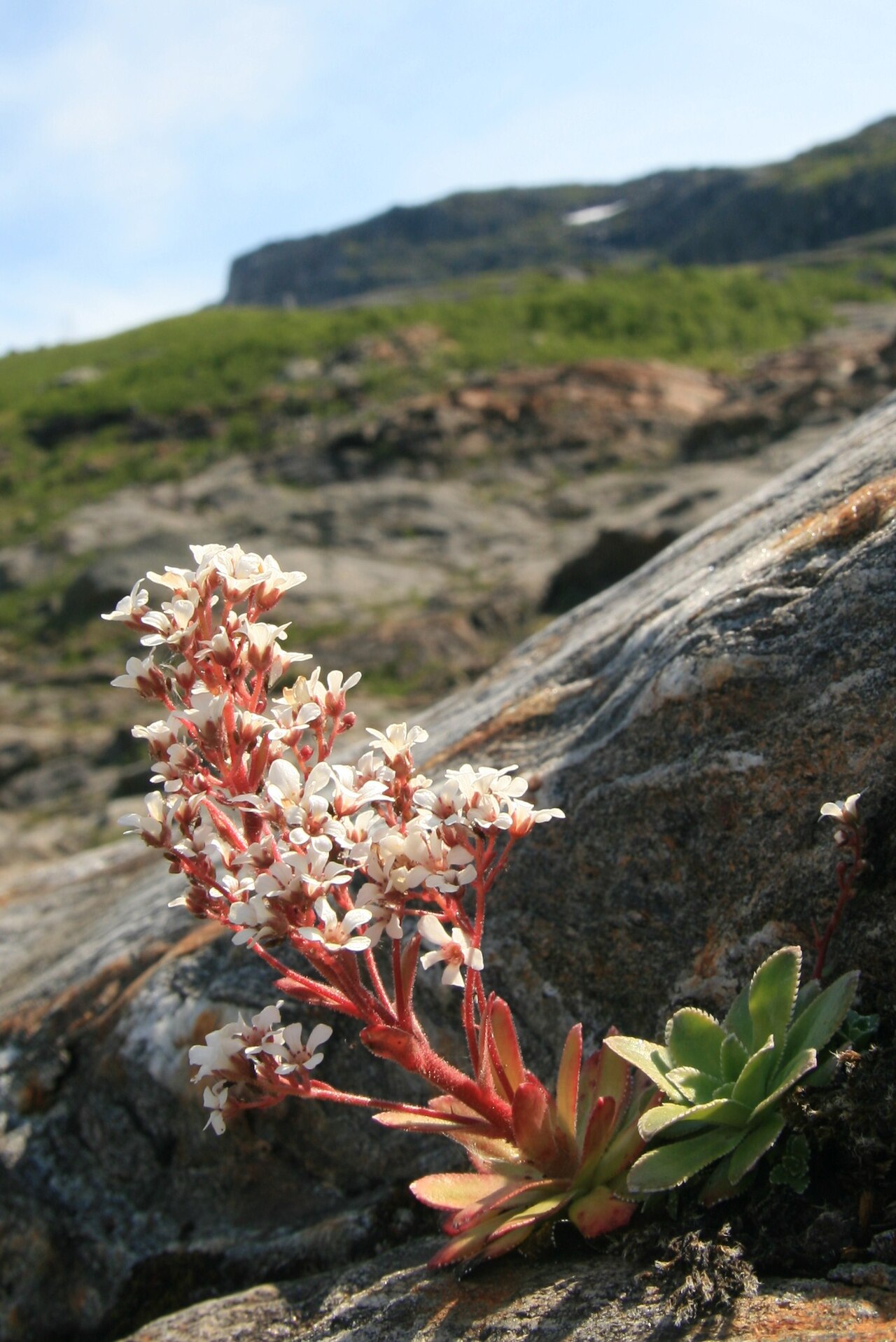 Saxifraga cotyledon: Chondrosea cotyledon