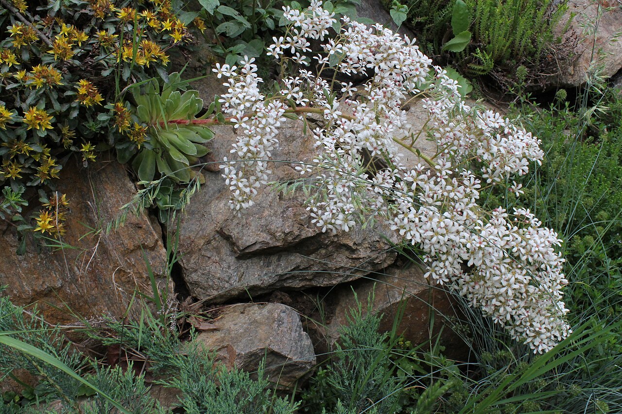 Saxifraga cotyledon: Saxifraga cotyledon, skalka, Gymnázium Brno-Řečkovice