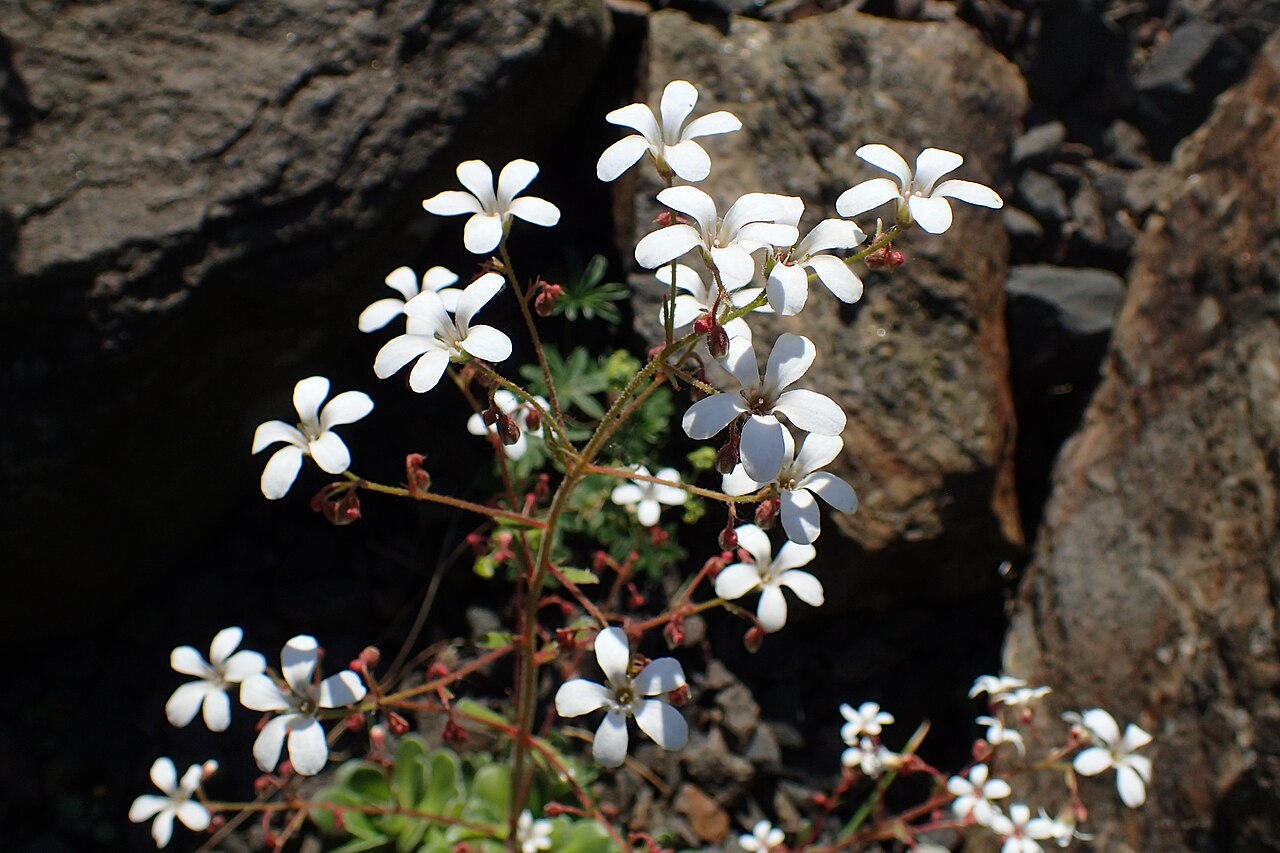 Saxifraga cotyledon: Saxifraga cotyledon in the Botanischer Garten, Berlin-Dahlem